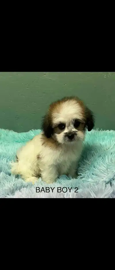 More puppies for sale!!, View more