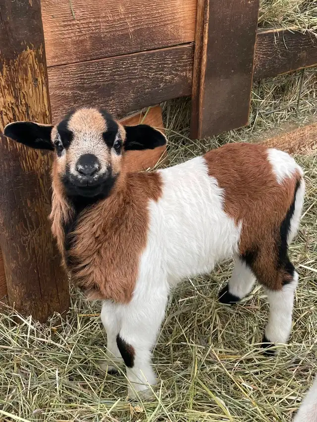 2 hair sheep ram lambs breeding stock in Livestock in Smithers - Image 2