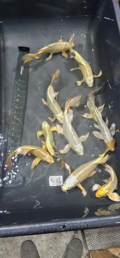 I have a selection of Long fin butterfly koi still available. Imported from Yamasan koi farm, they a...
