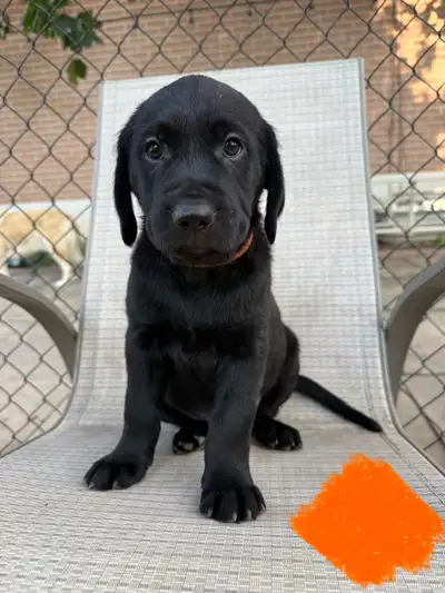 Labrador x Golden retriever puppies!!, View more