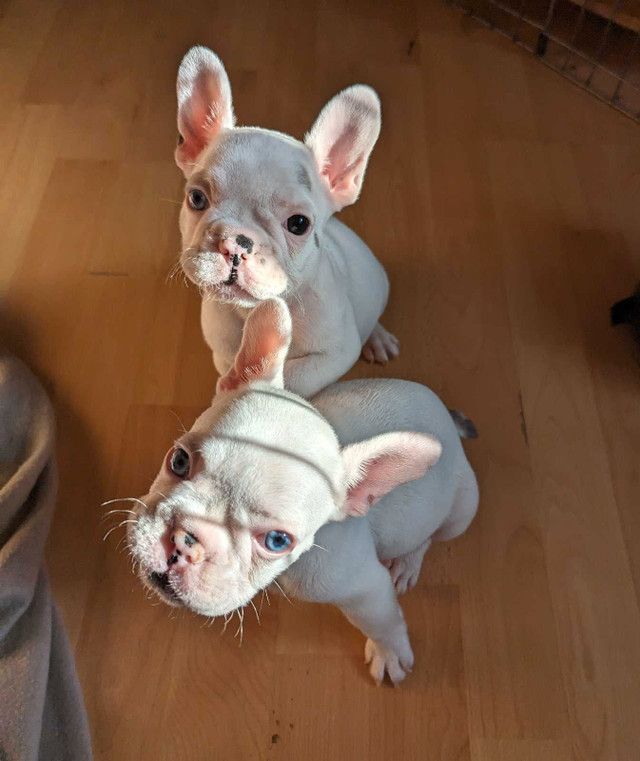 French bulldog puppies for sale ready 2 go now in Dogs & Puppies for Rehoming in Vancouver - Image 3