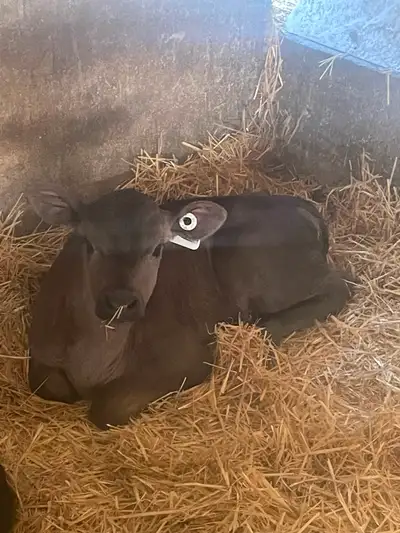 Jersey x Angus Heifer Calf, View more