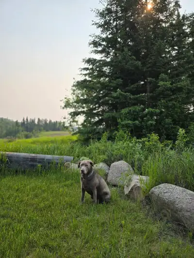 Seeing if there is a good home/family out there for my 3yr old silver lab. Remi is friendly, grew up...