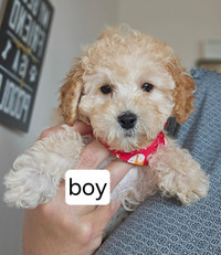 Quality Toy poodle puppies 
