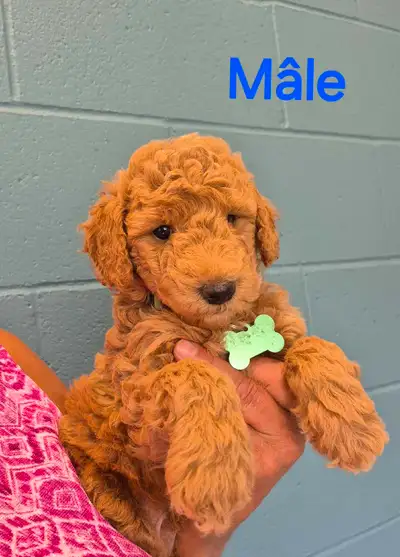 4 chiots, 2 mâles et 2 femelles qui atteindrons 25 lb. Leurs parents sont des goldendoodle de 25lb,...
