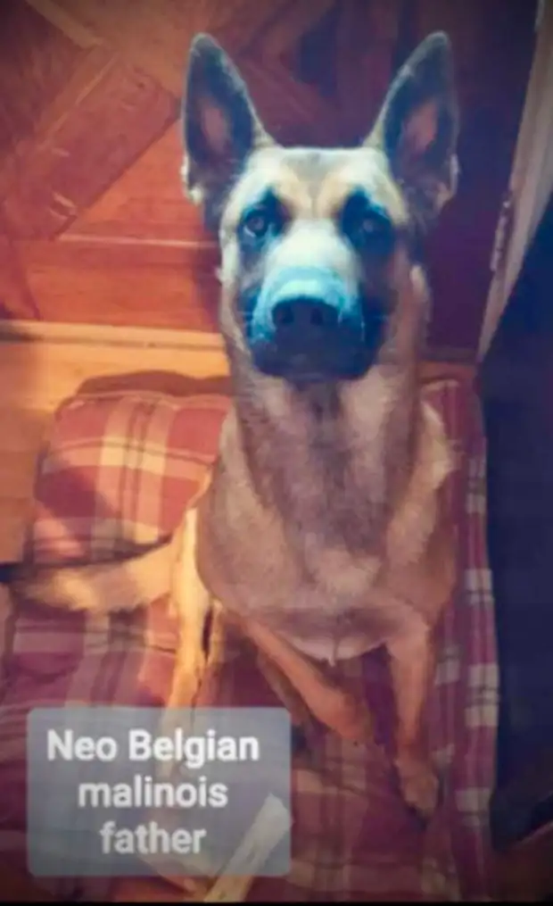REDUCED PRICE Belgian Malinois one male and slight older female in Dogs & Puppies for Rehoming in Oshawa / Durham Region - Image 5