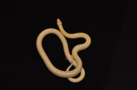 Juvenile Banana Albino King Snake