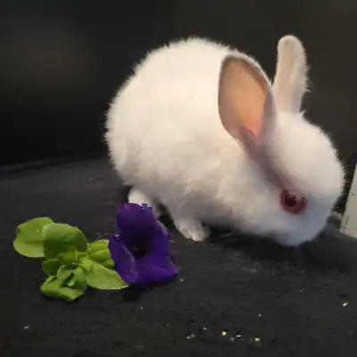 Doe (Female) Born April 10th Good for people who love albino characteristics and care. Need areas of...