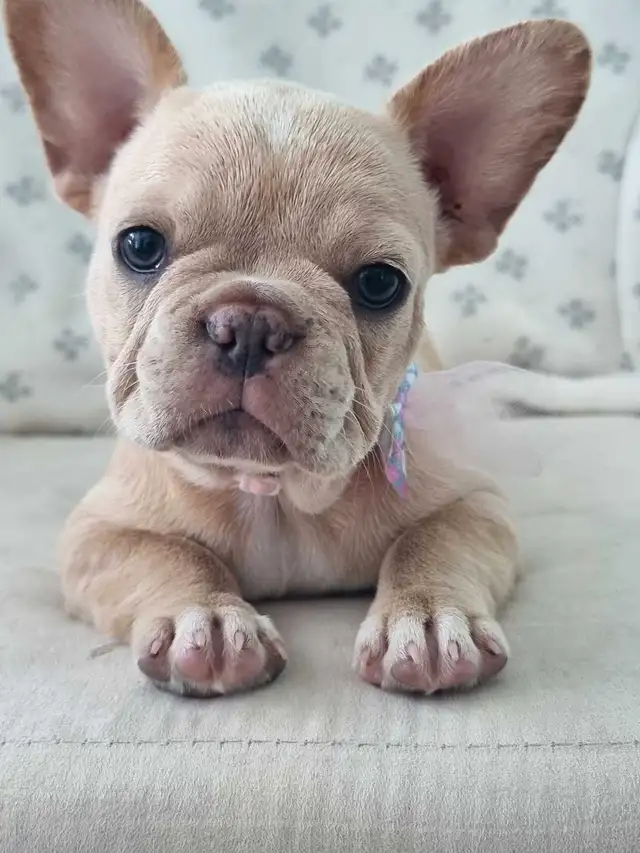 CKC French Bulldog Puppies in Dogs & Puppies for Rehoming in St. Catharines - Image 2