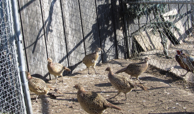 Pheasants in Livestock in Edmonton