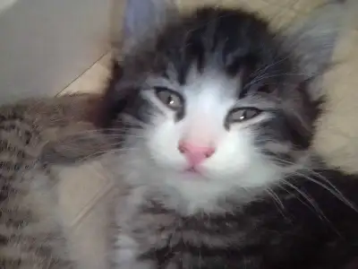 Playful kittens ready to meet their forever family, View more