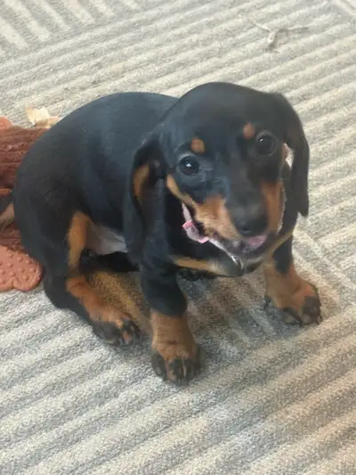 Beautiful Miniature Dachshund Puppies to rehome., View more
