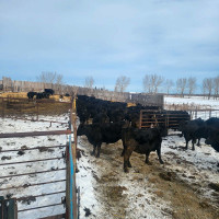 Black  Angus  cow calf prs and bred cows dispersal still availab