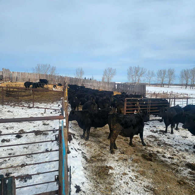 Black  Angus  cow calf prs and bred cows dispersal still availab in Livestock in Lloydminster - Image 3