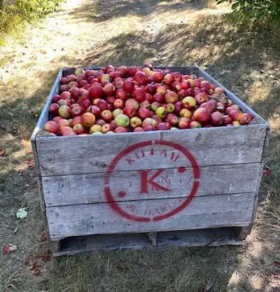 Apple Pickers Wanted, View more
