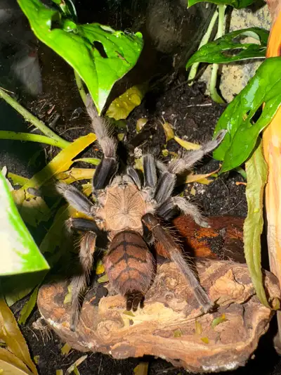 4.5” Female Indian violet tarantula (Chilobrachys Fimbriatus) This is an absolutely stunning Asian f...