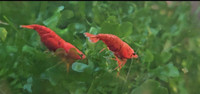 (Group of 10) Red Cherry Shrimp 