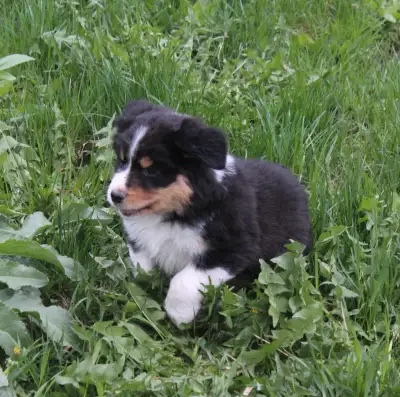 1 Blue merle female, 2 black tri males and 1 black tri female left in this litter. Parents are fully...