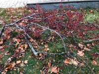 Large crab apple branches