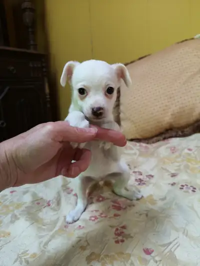 ❤️ VALENTYNE ENTERPRISE ❤️ CHIHUAHUA PUPS READY NOW 705-930-3541, View more
