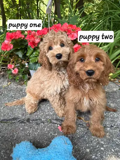 Beautiful Cockapoo Puppies Ready For Pick Up Today, View more