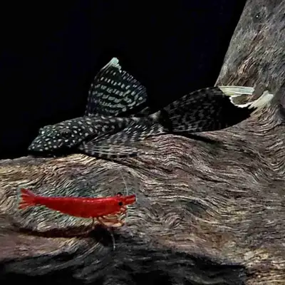 Longfin silvertip bristlenose pleco, View more