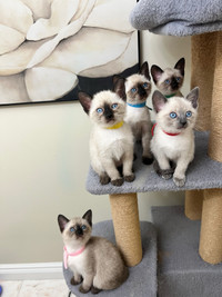 Purebred seal point Siamese kittens available 