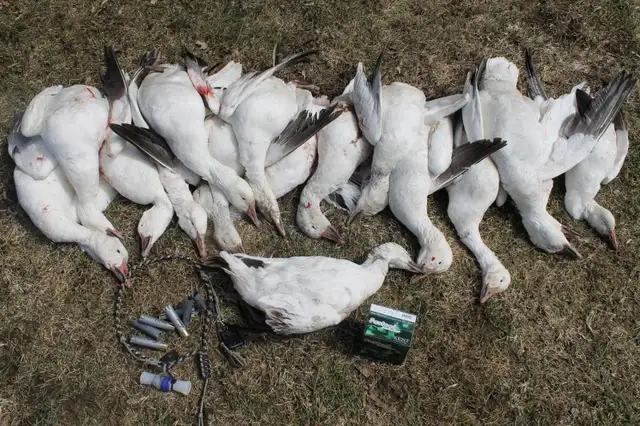 Fall Snow Goose Hunts421186770316175360