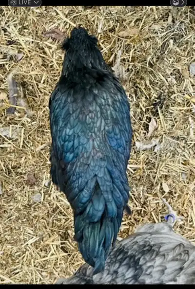 *** SALE PENDING *** Laying Easter egger hens available. Laying blue or pink eggs. Laying 5 eggs per...