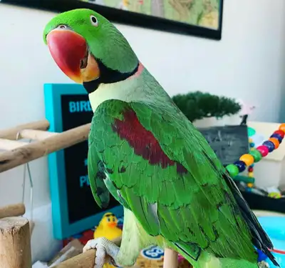 PARROT NAIL/WING CLIPPING AND BIRD SITTING - IN MISSISSAUGA!, View more