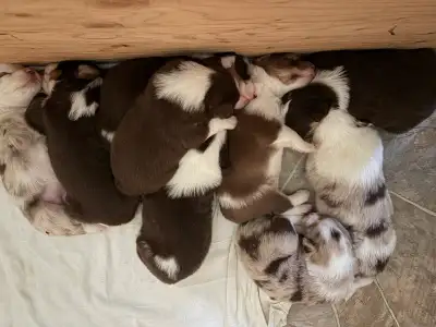 Australian Shepherd puppies, View more