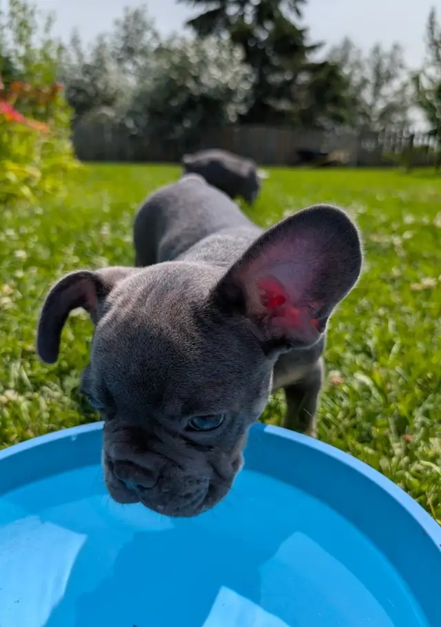 Bouledogue Français Chiots in Dogs & Puppies for Rehoming in Lanaudière - Image 6