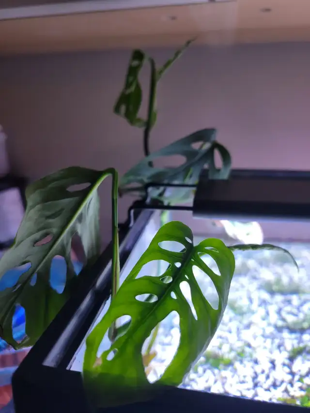 philodendron violin variegated Philodendron Violin Variegated (Highly variegated)