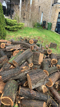 FREE ELM WOOD AVAILABLE FOR PICK UP ONLY