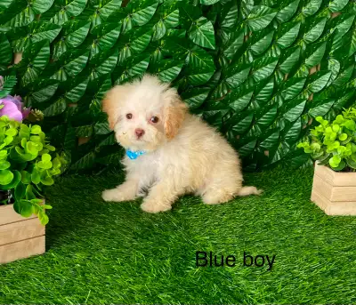 Poodle x bichon puppy, View more