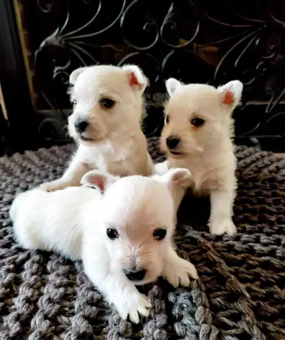 West Highland White Terrier, View more