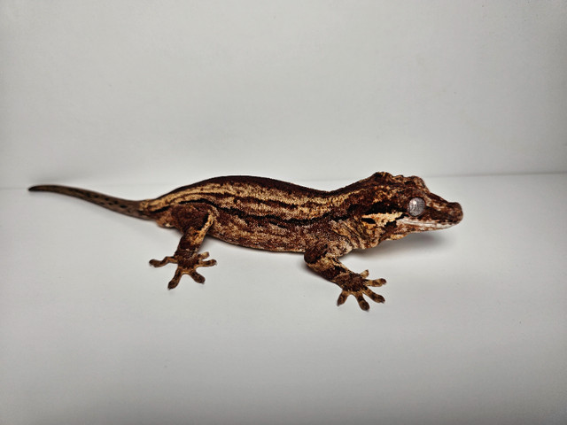 Male Gargoyle Gecko - Rare Maroon Color in Reptiles & Amphibians for Rehoming in Tricities/Pitt/Maple - Image 2