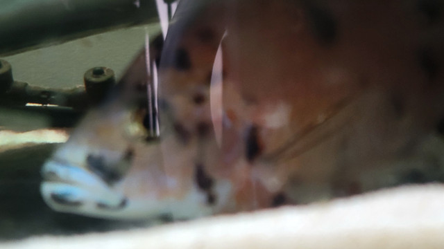 OB Cichlid in Fish for Rehoming in Edmonton - Image 3