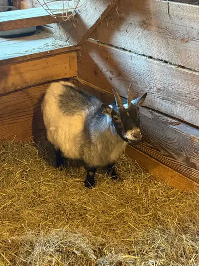 Petite chèvre timide à vendre. Nous l’avons depuis qu’elle est bébé, elle a 6 ans. Depuis la mort de...