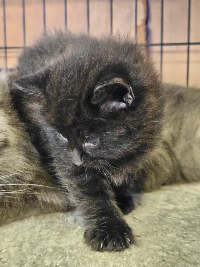Petits chatons à réserver in Cats & Kittens for Rehoming in City of Montréal - Image 6