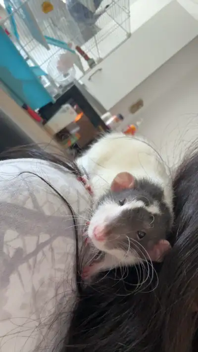 3 Rats mâles à vendre( DOIT PARTIR VITE), View more