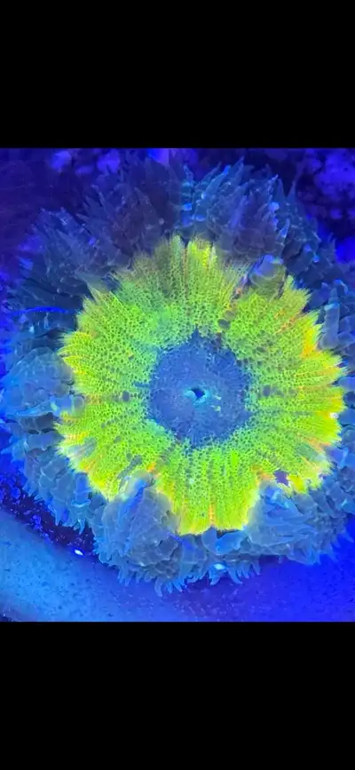 corals,  coraux eau Salée , View more