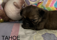 "ChipandDale Shih Tzu’s License Number 0096 Our newest puppies