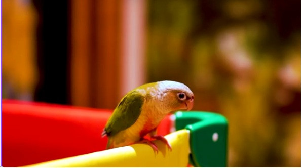 Bird for sale in Other in Markham / York Region - Image 3
