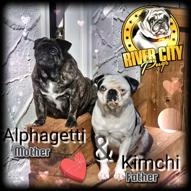 Panda Pug, Merle Pug & Koi Pug Puppies in Dogs & Puppies for Rehoming in Winnipeg - Image 10