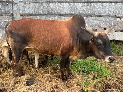 Mini zebu, View more