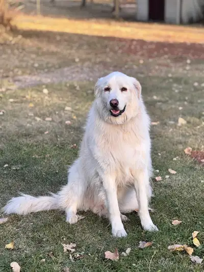3.5 year old Great Pyrenees, View more