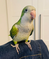 Super adorable baby Quaker Parakeet with deluxe cage! 