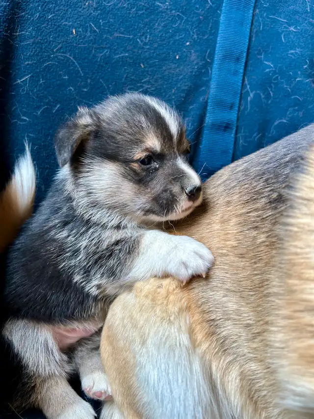 Chiot CORGI à adopter in Dogs & Puppies for Rehoming in West Island - Image 10