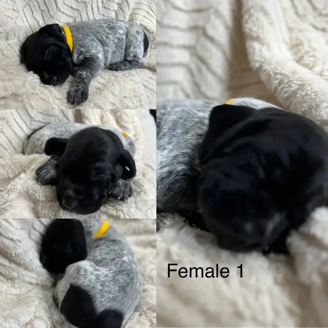 German Shorthaired Pointer Puppies – ONLY 2 FEMALES AVAILABLE in Dogs & Puppies for Rehoming in Edmonton - Image 4